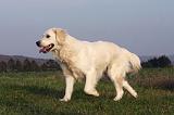 GOLDEN RETRIEVER 857